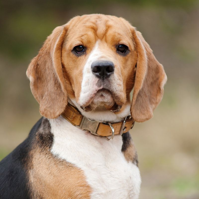 A beagle with a collar looks at the camera