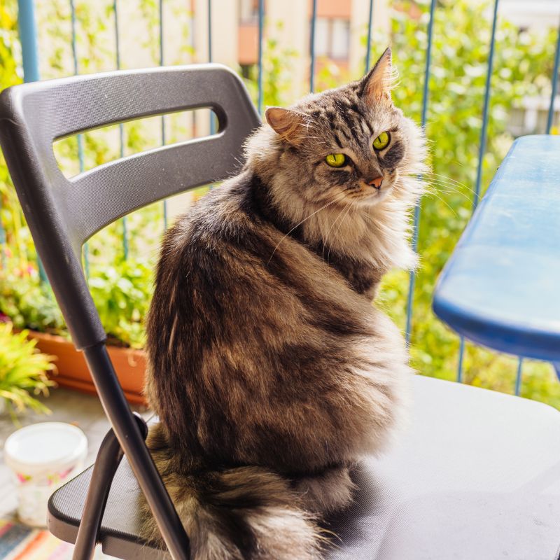 A cat comfortably sitting on a wooden chair
