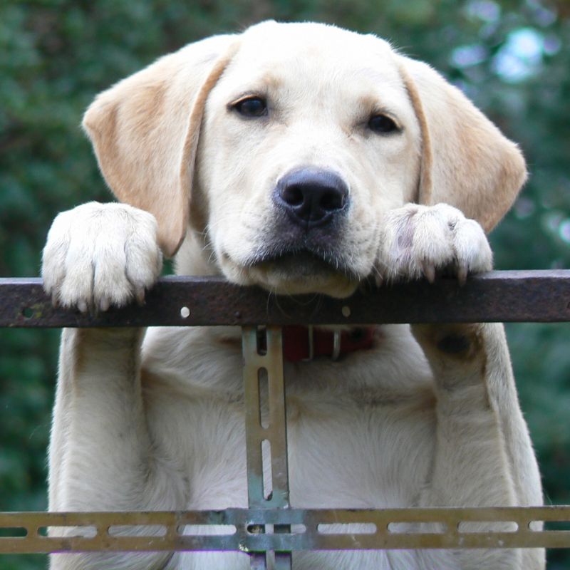 A dog is perched on its front paws