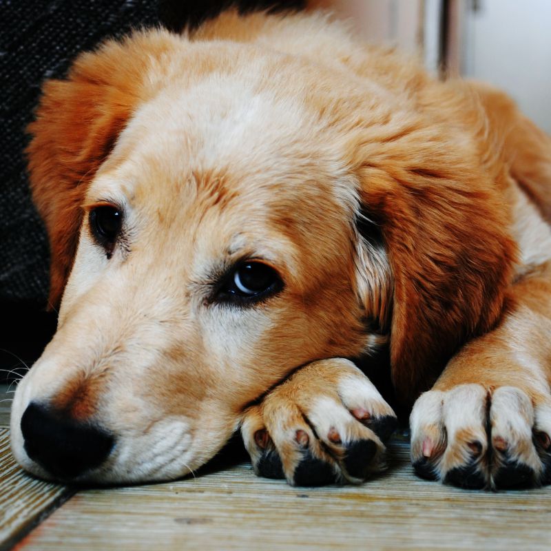A dog sprawled on the floor