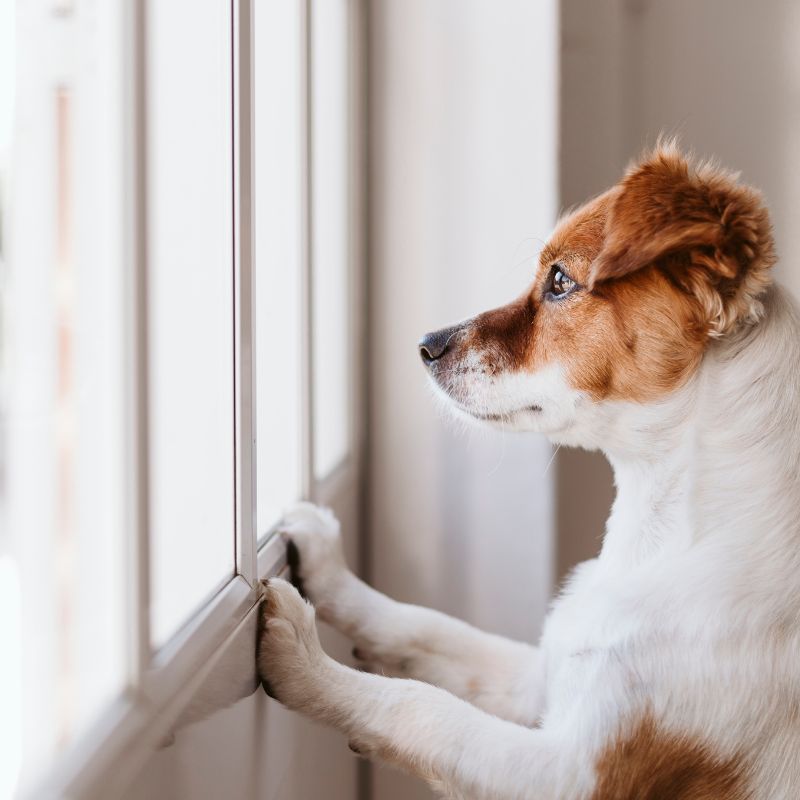 A dog stands by the window