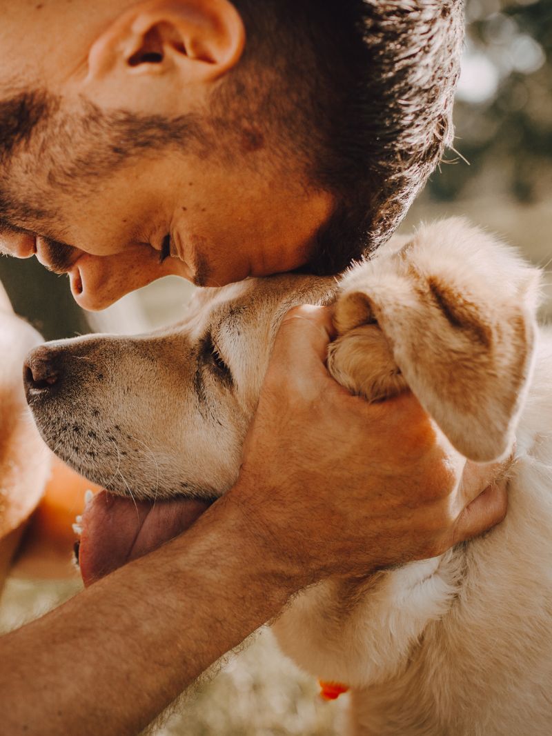 A man gently touches the head of a dog