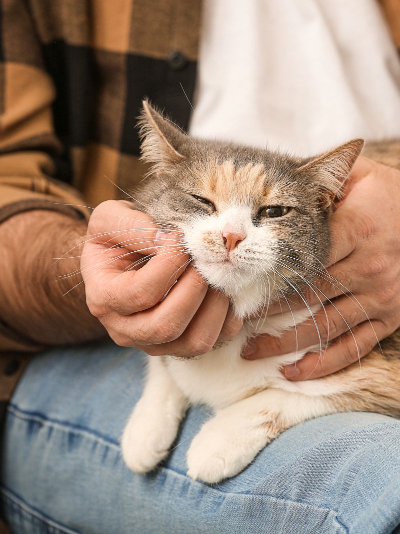 hand-holding-dogs-paw-600x800-1 A man is lovingly petting a cat