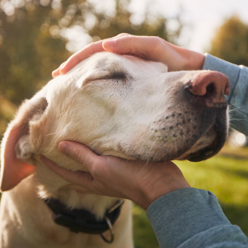 A person cradles a dog's head