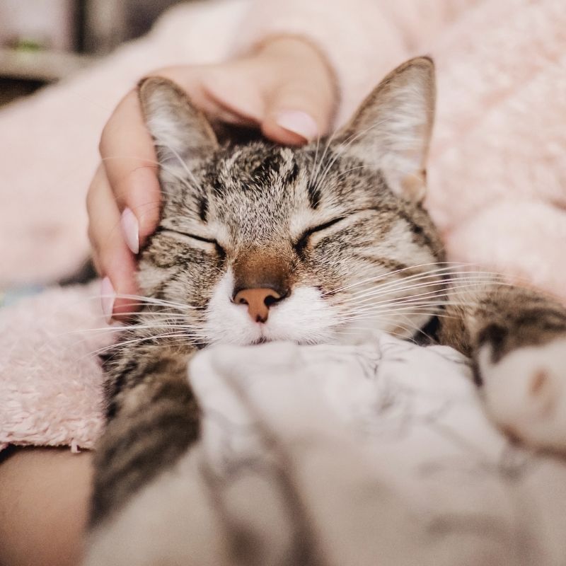 A person gently cradles a cat in their arms