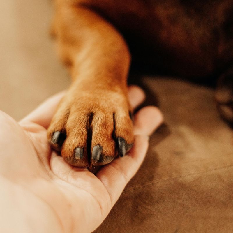 closeup-of-dog-paw-in-someones-hand-800px-sq-1