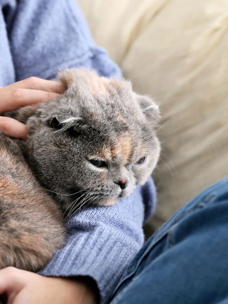 closeup of a sleepy gray cat being held by their owner