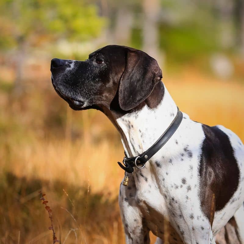 english pointer dog stopping to sniff the air in an autumn setting